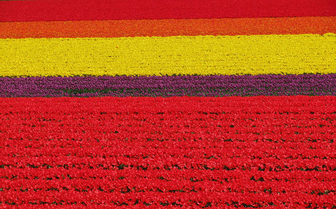 Nằm thị trấn Lisse, cách thủ đô Amsterdam, Hà Lan khoảng 40 phút đi xe buýt, Keukenhof là một trong những vườn hoa xuân đẹp nhất trên thế giới. Nghệ thuật trình bày hoa trên cánh đồng rộng lớn rất đặc sắc với những đường cong quyến rũ của dải hoa tulip, thủy tiên, dạ hương lan,... tạo nên bức tranh thiên nhiên tuyệt diệu.